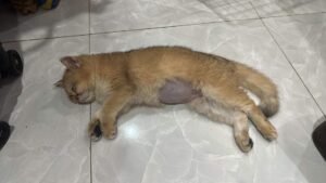 Chú mèo Golden được phát hiện sau khi bị bạo hành 