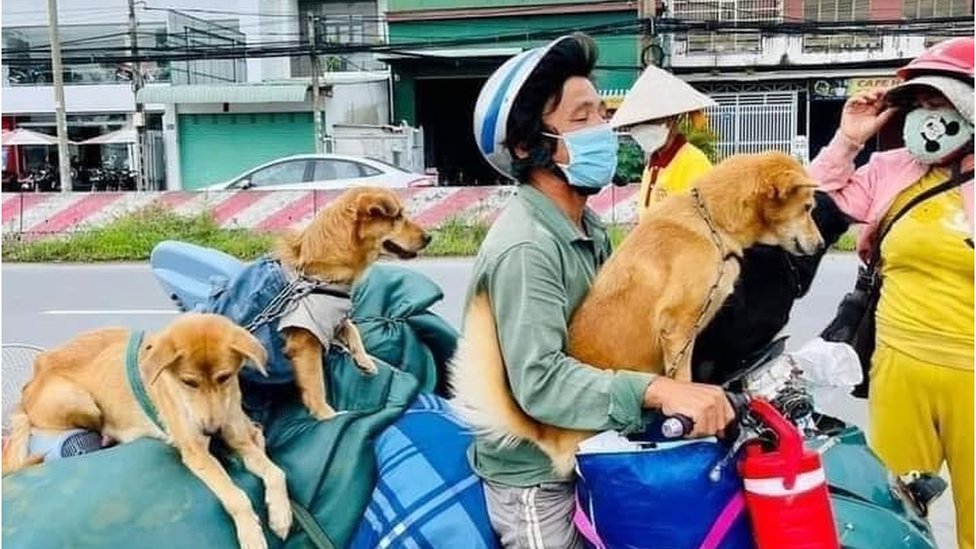 15 con chó ở Cà Mau bị tiêu huỷ khiến dân tình bức xúc